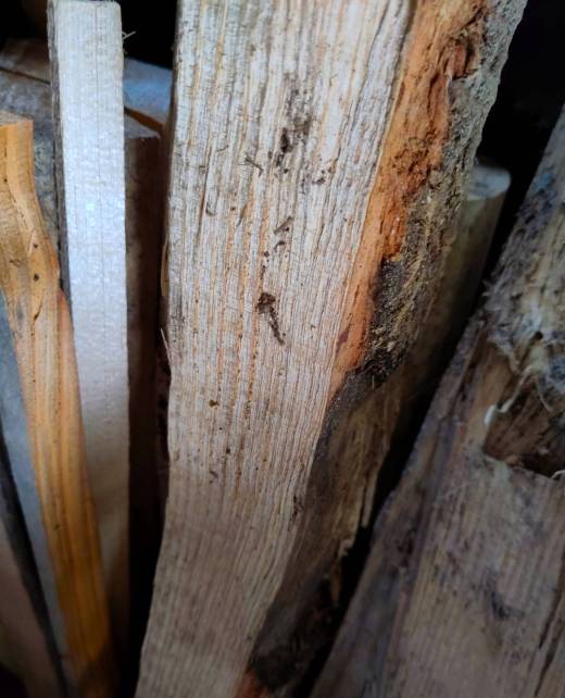 Holz